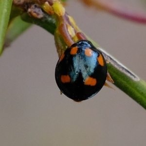 Orcus australasiae at Amaroo, ACT - 12 Oct 2019 04:16 PM