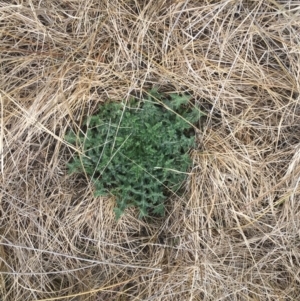 Cirsium vulgare at Rendezvous Creek, ACT - 12 Oct 2019