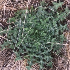 Cirsium vulgare at Rendezvous Creek, ACT - 12 Oct 2019