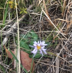 Brachyscome spathulata (Coarse Daisy, Spoon-leaved Daisy) at Rendezvous Creek, ACT - 12 Oct 2019 by W