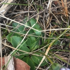 Brachyscome spathulata at Rendezvous Creek, ACT - 12 Oct 2019 11:52 AM