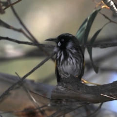 Phylidonyris novaehollandiae (New Holland Honeyeater) at Guerilla Bay, NSW - 10 Oct 2019 by jb2602