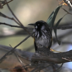 Phylidonyris novaehollandiae (New Holland Honeyeater) at Guerilla Bay, NSW - 9 Oct 2019 by jbromilow50