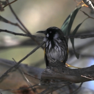 Phylidonyris novaehollandiae at Guerilla Bay, NSW - 10 Oct 2019