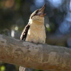 Dacelo novaeguineae (Laughing Kookaburra) at Malua Bay, NSW - 10 Oct 2019 by jbromilow50