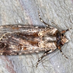 Agrotis munda (Brown Cutworm) at Rosedale, NSW - 10 Oct 2019 by jb2602