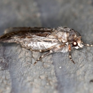 Agrotis munda at Rosedale, NSW - 10 Oct 2019