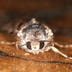 Agrotis munda at Rosedale, NSW - 10 Oct 2019