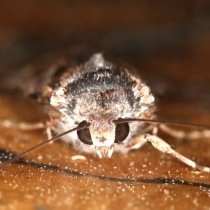 Agrotis munda at Rosedale, NSW - 10 Oct 2019 09:10 PM