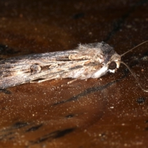 Agrotis munda at Rosedale, NSW - 10 Oct 2019