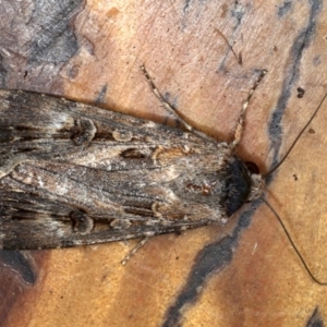 Agrotis munda at Rosedale, NSW - 10 Oct 2019