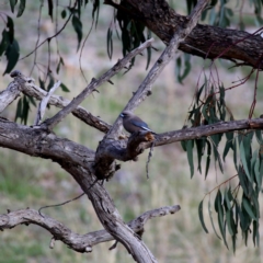 Artamus cyanopterus cyanopterus (Dusky Woodswallow) at Wandiyali-Environa Conservation Area - 12 Oct 2019 by Wandiyali