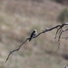 Artamus cyanopterus at Googong, NSW - 12 Oct 2019