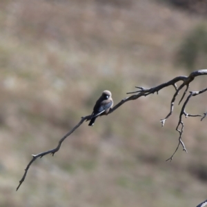 Artamus cyanopterus cyanopterus at Googong, NSW - 12 Oct 2019