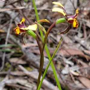 Diuris pardina at Crace, ACT - 12 Oct 2019