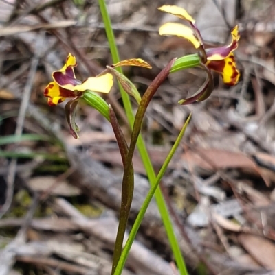 Diuris pardina (Leopard Doubletail) at Crace, ACT - 12 Oct 2019 by AaronClausen