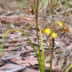 Diuris pardina (Leopard Doubletail) at Kaleen, ACT - 12 Oct 2019 by AaronClausen