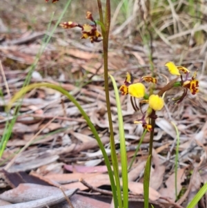 Diuris pardina at Kaleen, ACT - suppressed