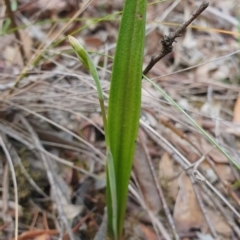Thelymitra (Genus) (Sun Orchid) at Kaleen, ACT - 12 Oct 2019 by AaronClausen