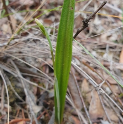 Thelymitra sp. (A Sun Orchid) at Kaleen, ACT - 12 Oct 2019 by AaronClausen