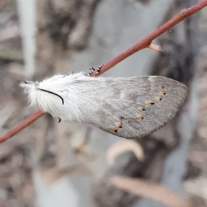 Pinara undescribed species near divisa at Kaleen, ACT - 12 Oct 2019 05:56 PM