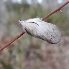 Pinara undescribed species near divisa at Kaleen, ACT - 12 Oct 2019 05:56 PM