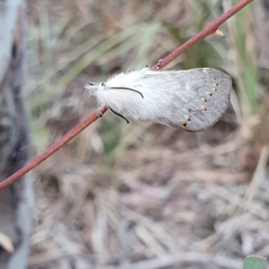 Pinara undescribed species near divisa at Kaleen, ACT - 12 Oct 2019 05:56 PM