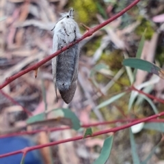 Pinara undescribed species near divisa at Kaleen, ACT - 12 Oct 2019