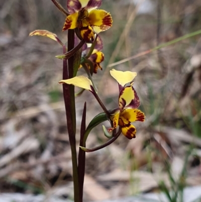 Diuris pardina (Leopard Doubletail) at Kaleen, ACT - 12 Oct 2019 by AaronClausen