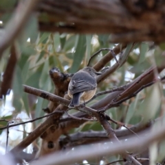 Pachycephala rufiventris (Rufous Whistler) at Jerrabomberra, NSW - 12 Oct 2019 by Wandiyali