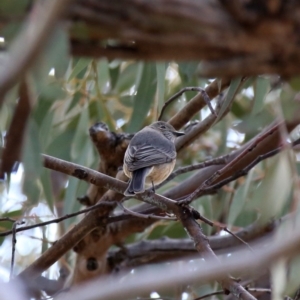 Pachycephala rufiventris at Jerrabomberra, NSW - 12 Oct 2019 04:43 PM