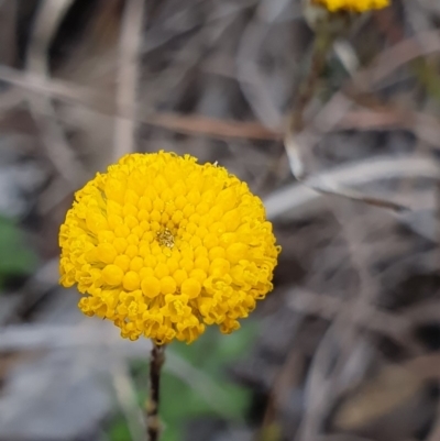 Leptorhynchos squamatus (Scaly Buttons) at Gungaderra Grasslands - 12 Oct 2019 by AaronClausen