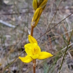 Bulbine bulbosa (Golden Lily, Bulbine Lily) at Kaleen, ACT - 12 Oct 2019 by AaronClausen