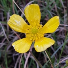 Ranunculus sp. (Buttercup) at Hall, ACT - 12 Oct 2019 by AaronClausen
