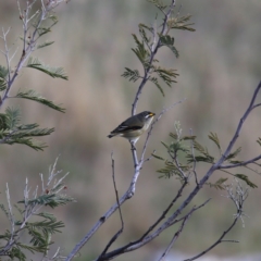 Pardalotus striatus (Striated Pardalote) at Jerrabomberra, NSW - 12 Oct 2019 by Wandiyali