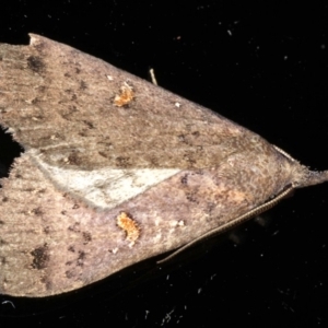 Rhapsa eretmophora at Rosedale, NSW - 10 Oct 2019