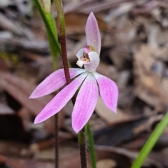 Caladenia carnea (Pink Fingers) at Crace, ACT - 12 Oct 2019 by AaronClausen