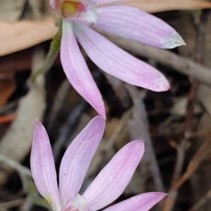 Caladenia carnea at Crace, ACT - suppressed