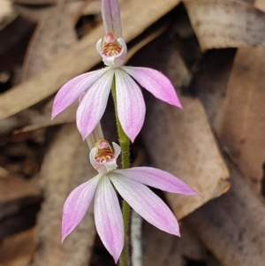 Caladenia carnea at Crace, ACT - 12 Oct 2019