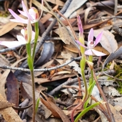 Caladenia carnea (Pink Fingers) at Crace, ACT - 12 Oct 2019 by AaronClausen