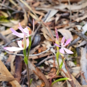 Caladenia carnea at Crace, ACT - suppressed