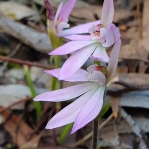 Caladenia carnea at Crace, ACT - 12 Oct 2019