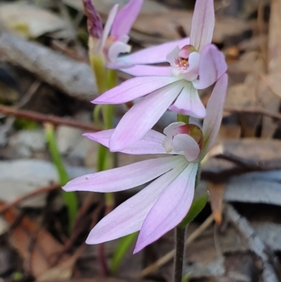 Caladenia carnea (Pink Fingers) at Crace, ACT - 12 Oct 2019 by AaronClausen