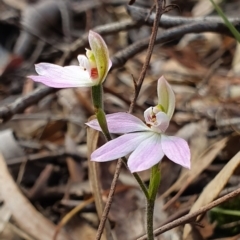 Caladenia carnea (Pink Fingers) at Crace, ACT - 12 Oct 2019 by AaronClausen