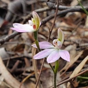 Caladenia carnea at Crace, ACT - 12 Oct 2019