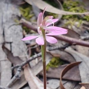 Caladenia carnea at Kaleen, ACT - suppressed