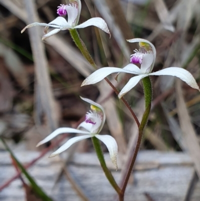 Caladenia ustulata (Brown Caps) at Crace, ACT - 12 Oct 2019 by AaronClausen
