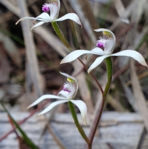 Caladenia ustulata at Crace, ACT - 12 Oct 2019