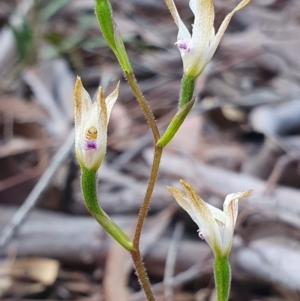 Caladenia ustulata at Crace, ACT - suppressed