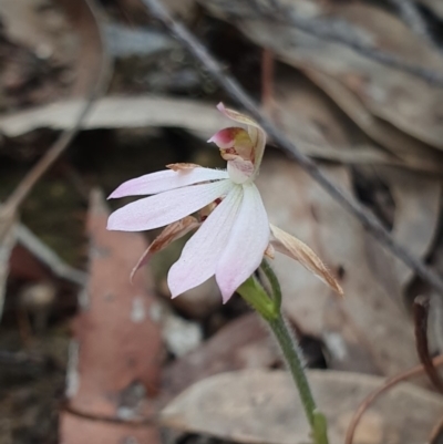 Caladenia carnea (Pink Fingers) at Crace, ACT - 12 Oct 2019 by AaronClausen